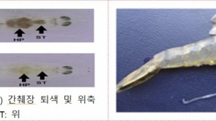 해양수산부 자료제공 - AHPND에 감연된 새우의 임상 증상.jpg
