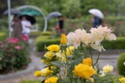 고양특례시, 비오는 날의 ‘2024고양국제꽃박람회’