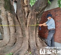 약 350년 된 둘레 4.6m 팽나무의 고통